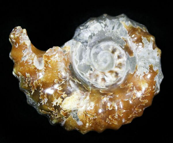 Polished, Agatized Douvilleiceras Ammonite - #29317